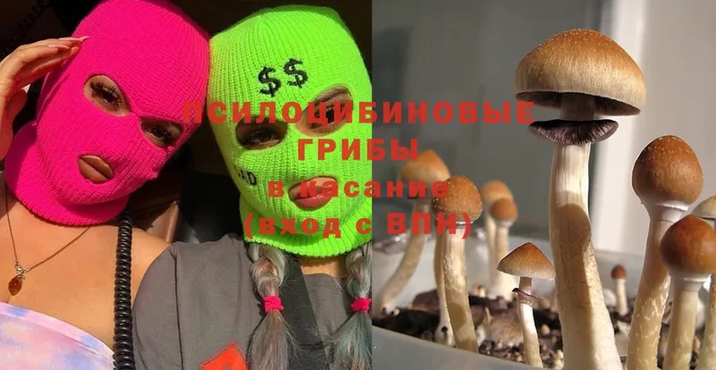 Псилоцибиновые грибы Cubensis  Курильск 